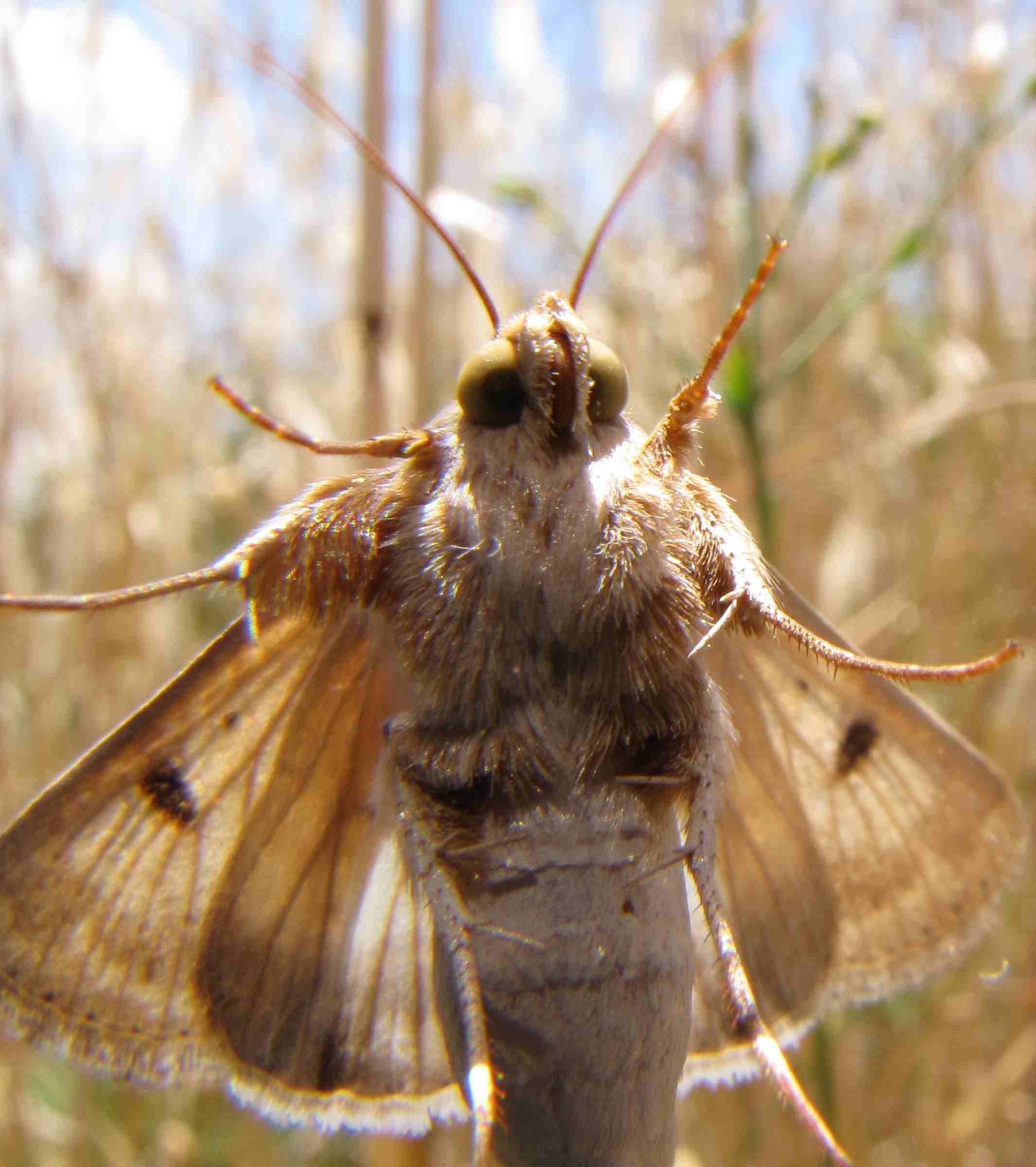 farfalla heliothis